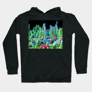 Oral bacteria, SEM (C029/3194) Hoodie